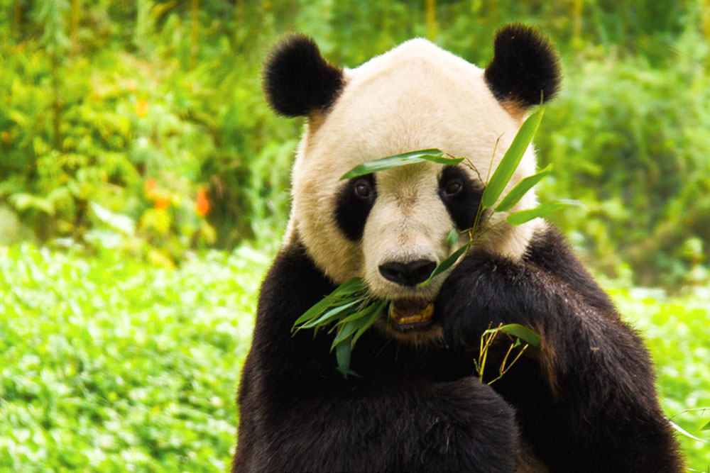 Best Chengdu Panda Tours in China