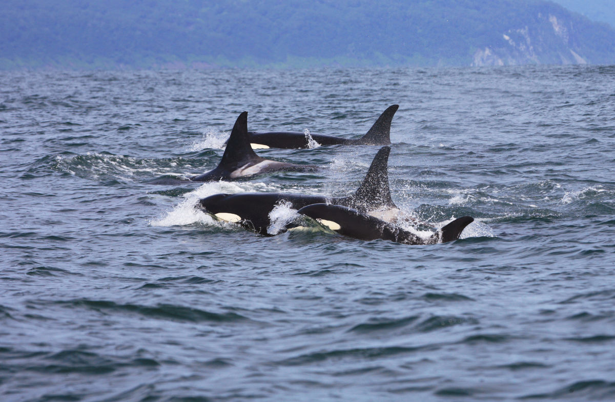 Best Whale Watching Tours: Campbell River