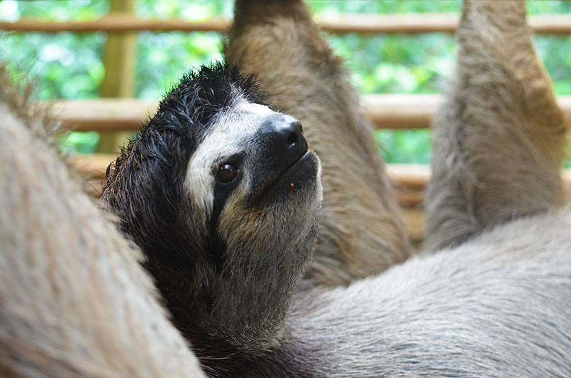 The Sloth Sanctuary, Costa Rica Review