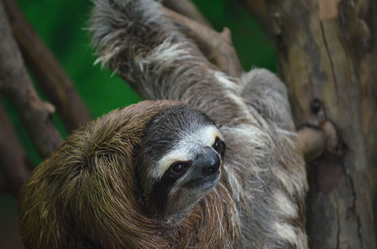 The Sloth Sanctuary, Costa Rica Review